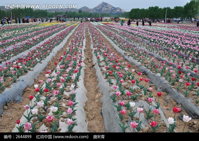 郁金香花圃