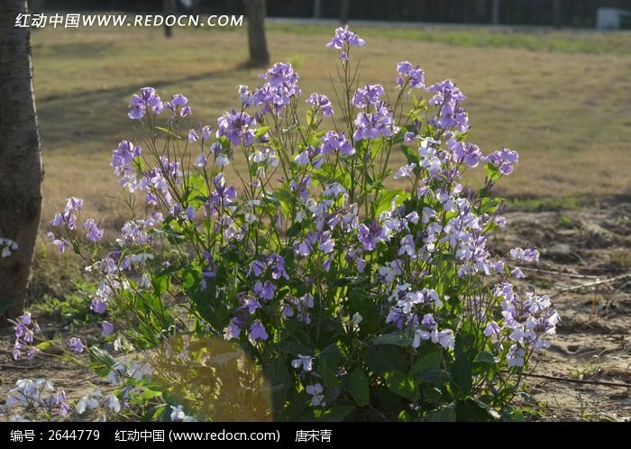 紫色小花植物