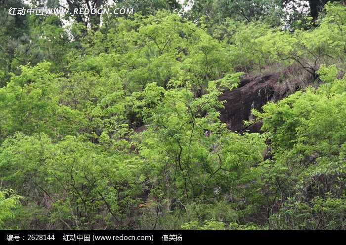 原创摄影图 自然风景 森林树林 大山上的树林