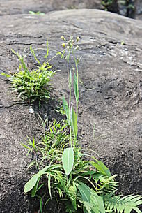 石头上顽强生长的小草