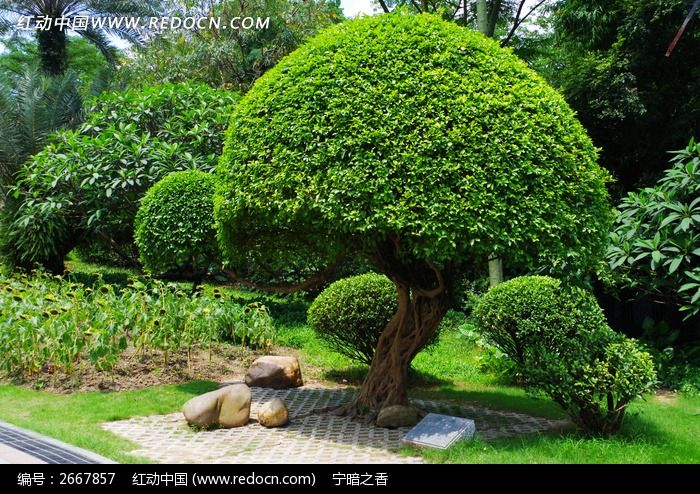 圆形灌木艺术修剪图片