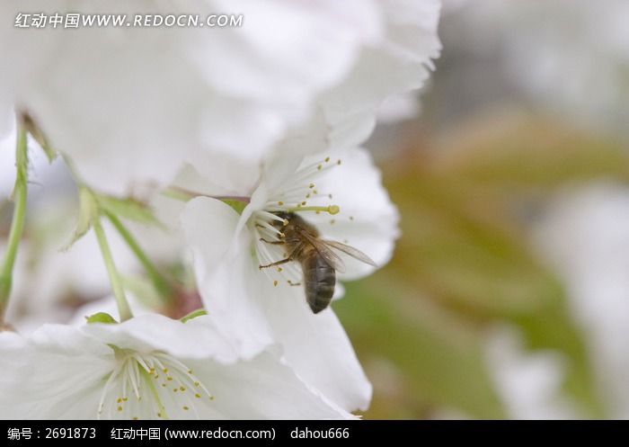 白色花丛中正在采蜜的蜜蜂特写