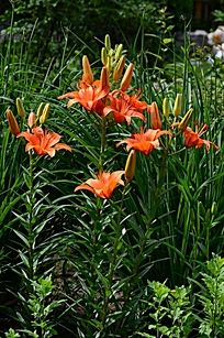 花丛中的野百合