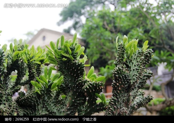 仙人掌图片_动物植物图片