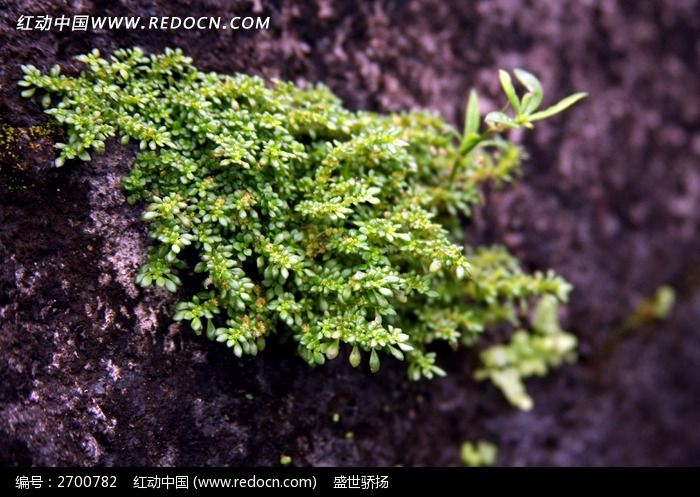 小株石缝植物