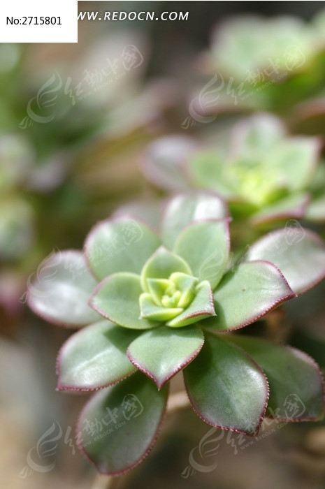 红缘莲花掌