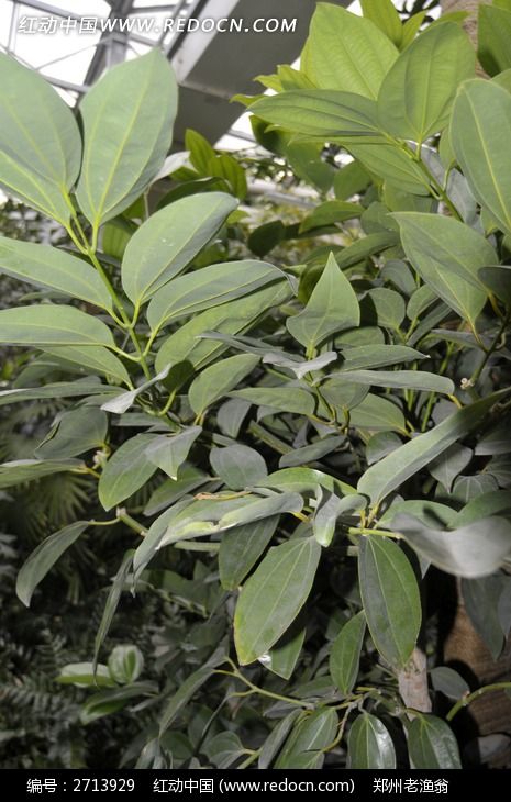 玉桂 牡桂 玉树 大桂