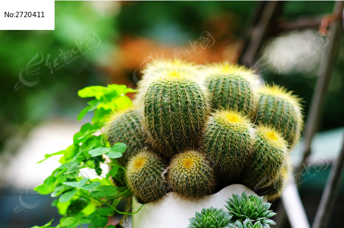 仙人球植物