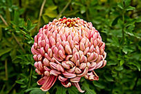 红色菊花