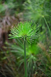 水草花
