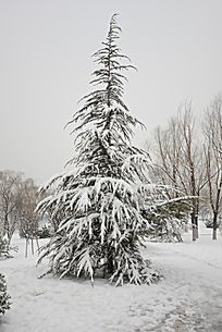 雪中的松树