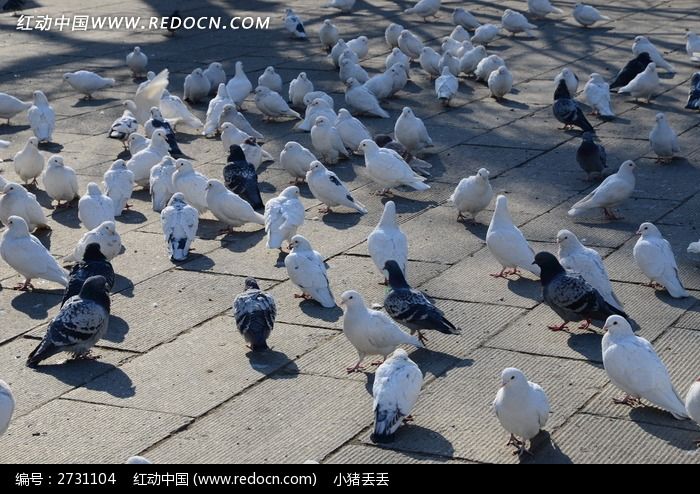 一群白鸽