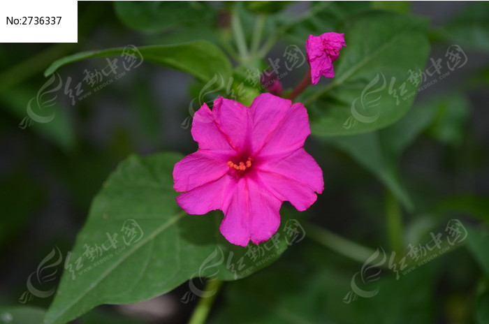 胭脂花素材