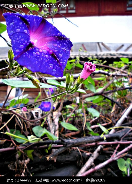 雨露牵牛花