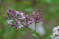 2枝丁香花