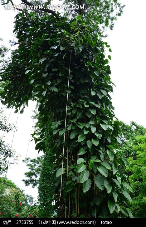 这是什么植物,寄生在树木和石壁上。