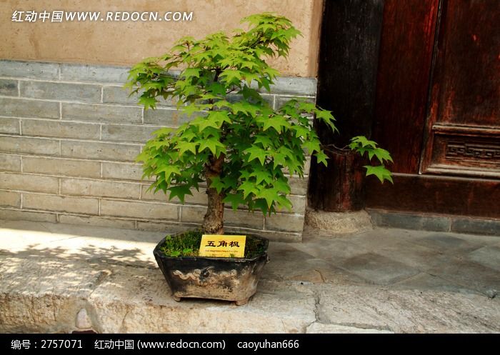 一盆五角枫植物盆栽