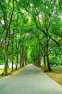 道路两旁绿茵茵的人面子树