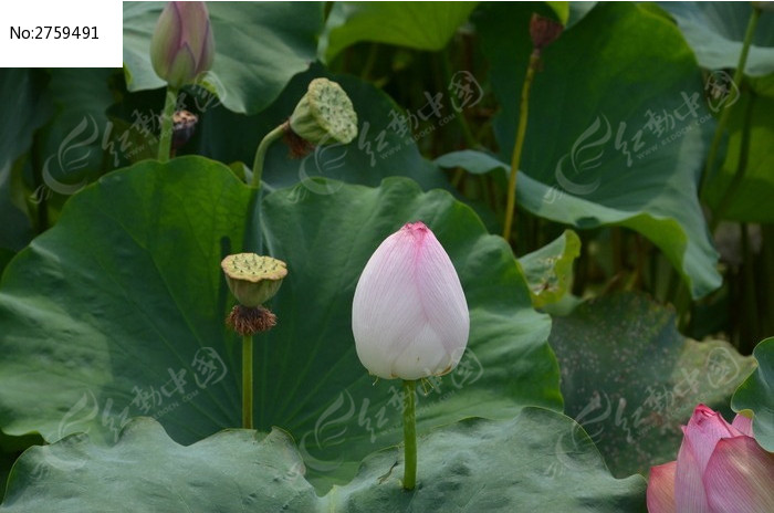 含苞待放的莲花