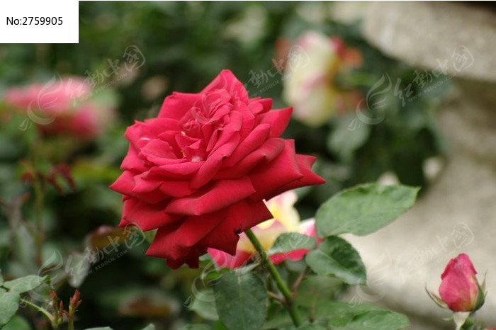 红色月季花