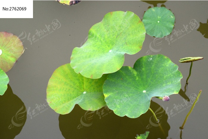 红动网提供花卉花草精美高清图片下载,您当前访问图片主题是荷叶特写,编号是2762069, 文件格式是JPG,您下载的是一个压缩包文件,请解压后再使用看图软件打开,色彩模式是,图片像素是7360*4912像素,素材大小 是11.68 MB,如果您喜欢本作品,请使用上方的分享功能,分享给您的朋友,可以给他们的设计工作带来便利。