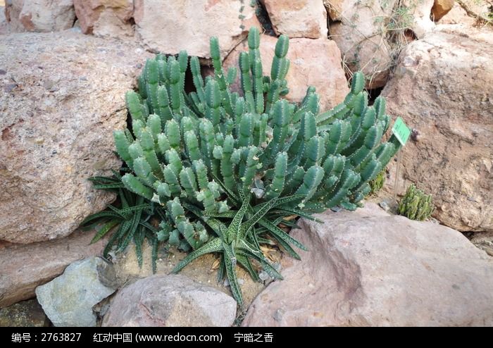 仙人掌植物