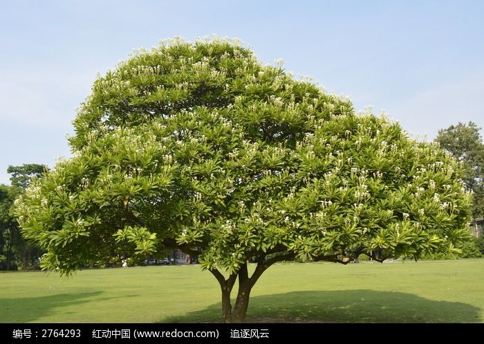 一颗盛开着花朵的栀子花树