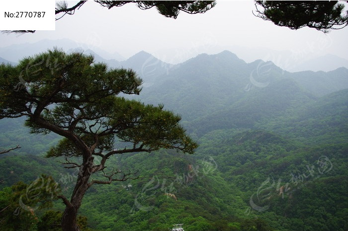 苍翠的松树