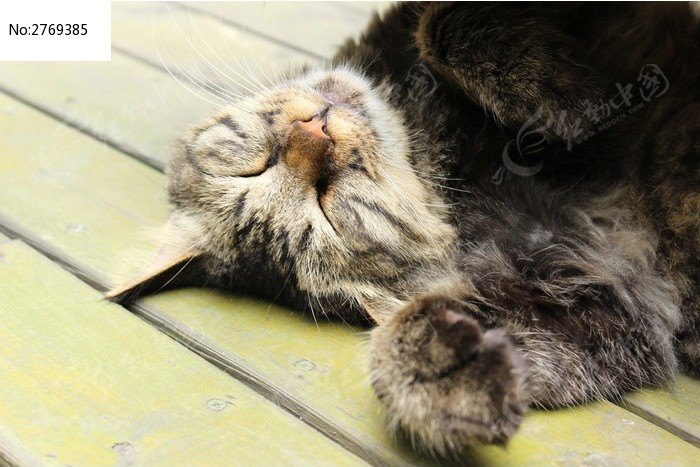 慵懒的猫