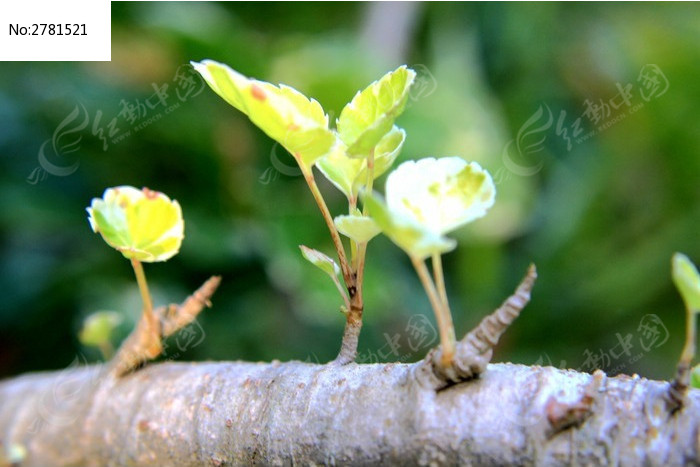 长出嫩芽的小树枝