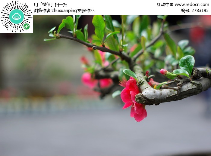 植物 树木 花卉 海棠 海棠花 鲜花 花朵 花瓣 红花 树枝