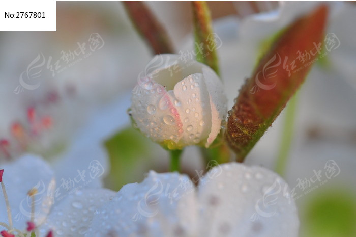 雨后芬芳梨花花苞