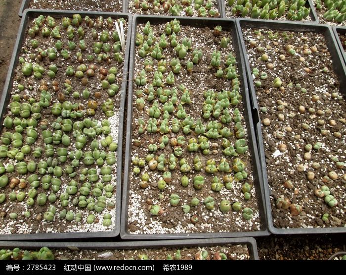 大棚种植多肉植物生石花