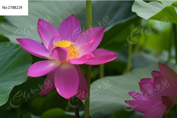 两朵荷花