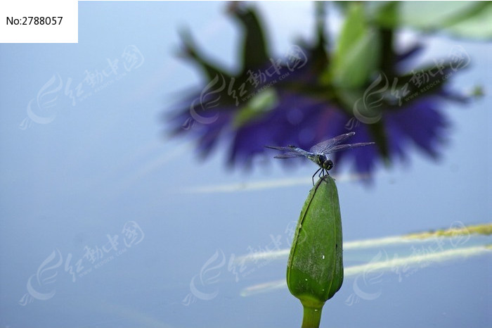 莲花花苞上的蜻蜓