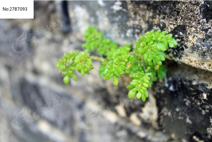 墙缝中生长的小植物