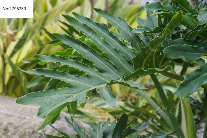 长满眼睛的植物春羽叶