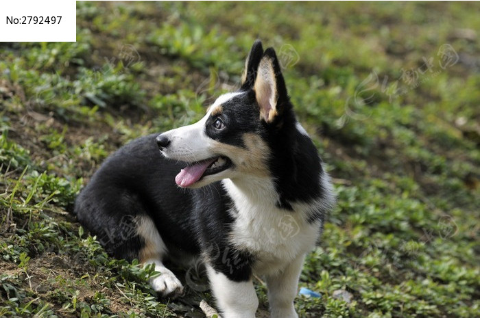 黑色的小柯基犬