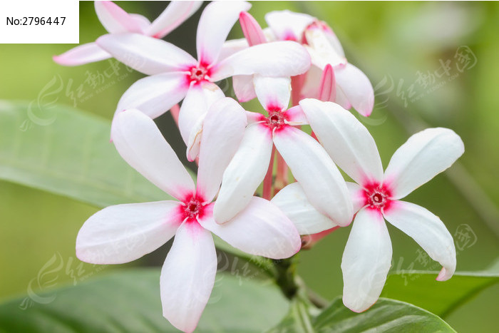 红花蕊木