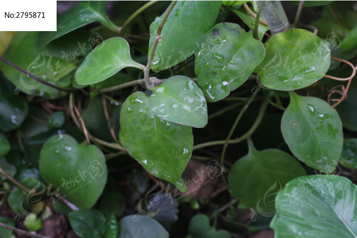红毛虎耳草