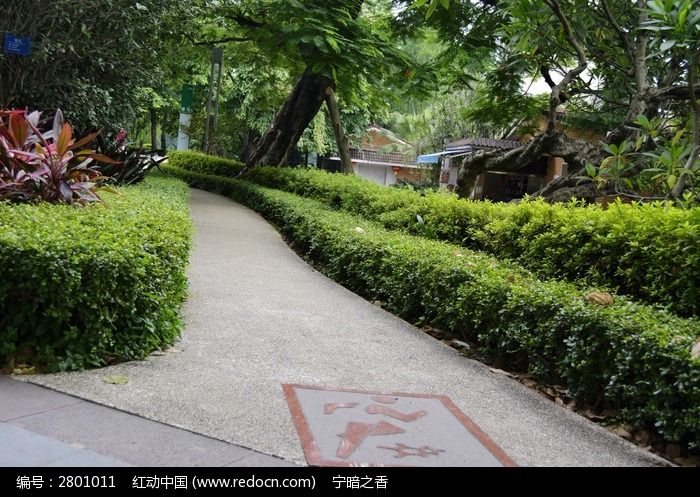 道路边的灌木丛