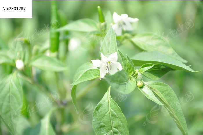 辣椒花