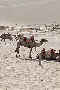 手绘烈日下伸出舌头的骆驼矢量图_空中动物