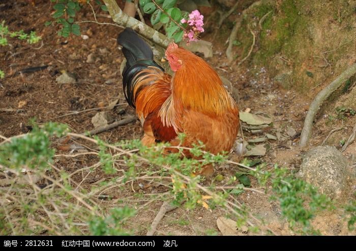 觅食的公鸡