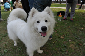 幼年的萨摩耶犬