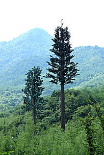 天水麦积山国家森林公园山峰山脉和两棵笔直的大树