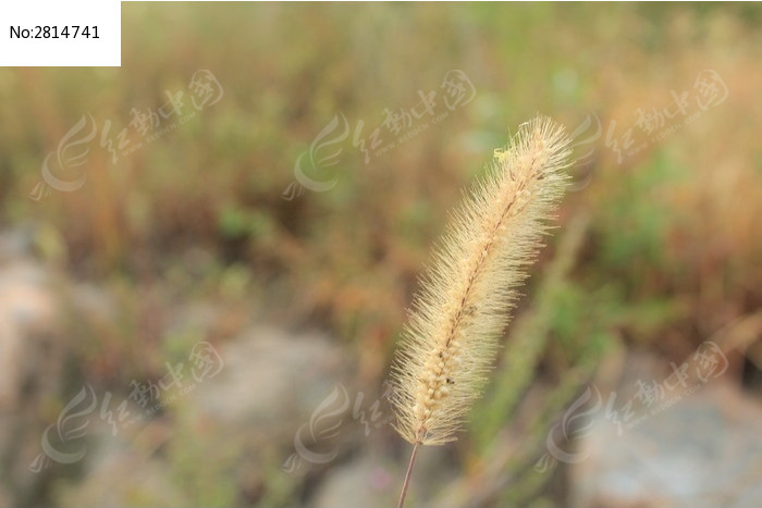 风中摇曳的狗尾巴草