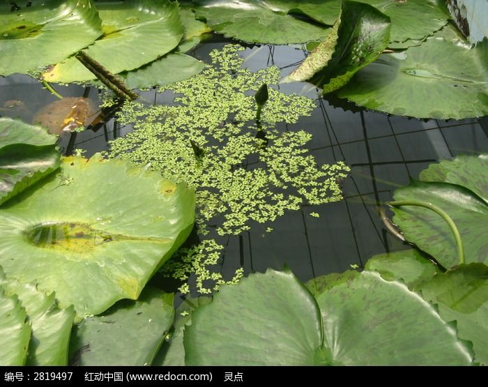 浮莲 浮萍 池塘