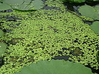 浮莲 浮萍 池塘