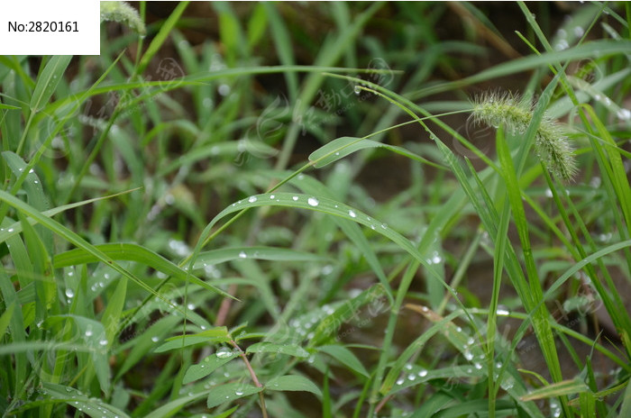 雨后挂满水珠的草丛